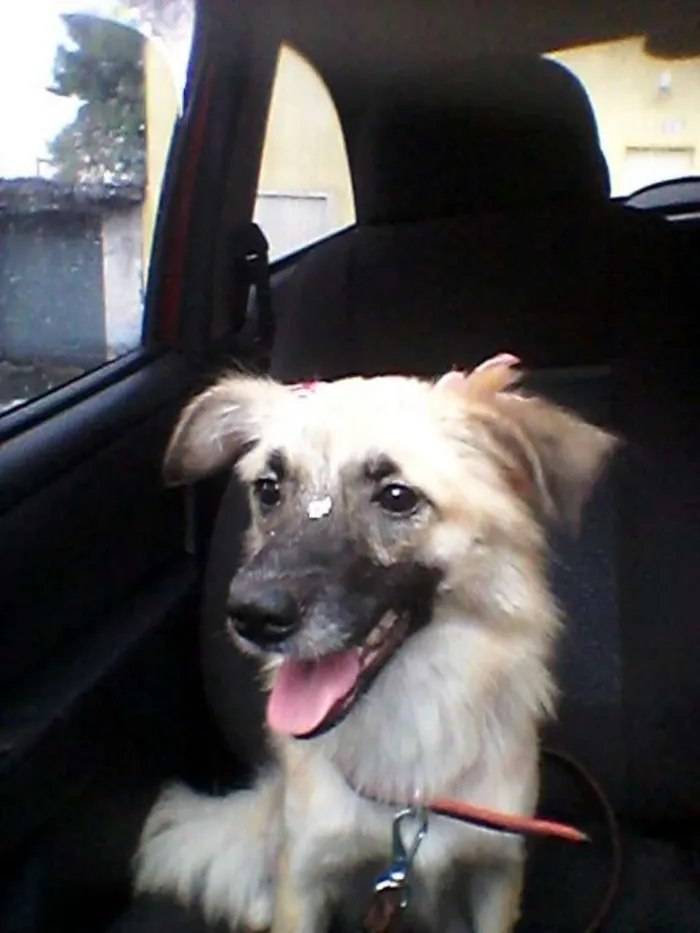 Cachorro ra a SRD idade 2 anos nome Rosinha