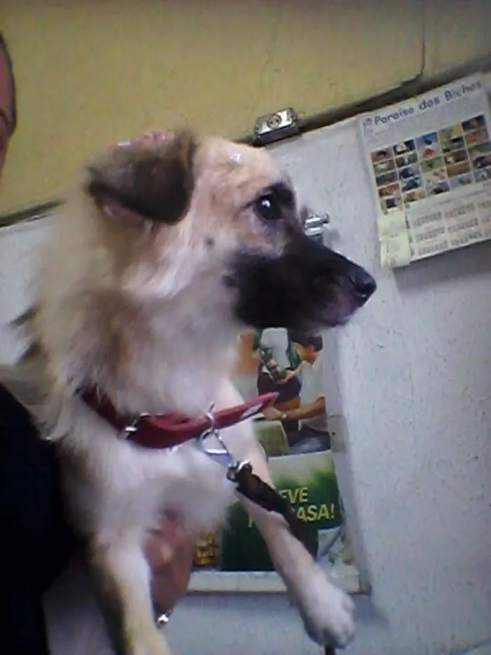 Cachorro ra a SRD idade 2 anos nome Rosinha
