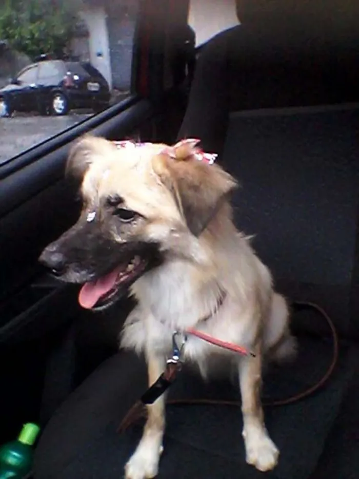 Cachorro ra a SRD idade 2 anos nome Rosinha