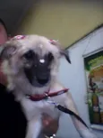 Rosinha