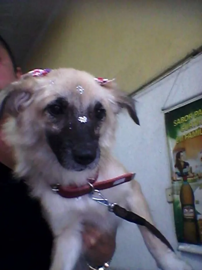 Cachorro ra a SRD idade 2 anos nome Rosinha