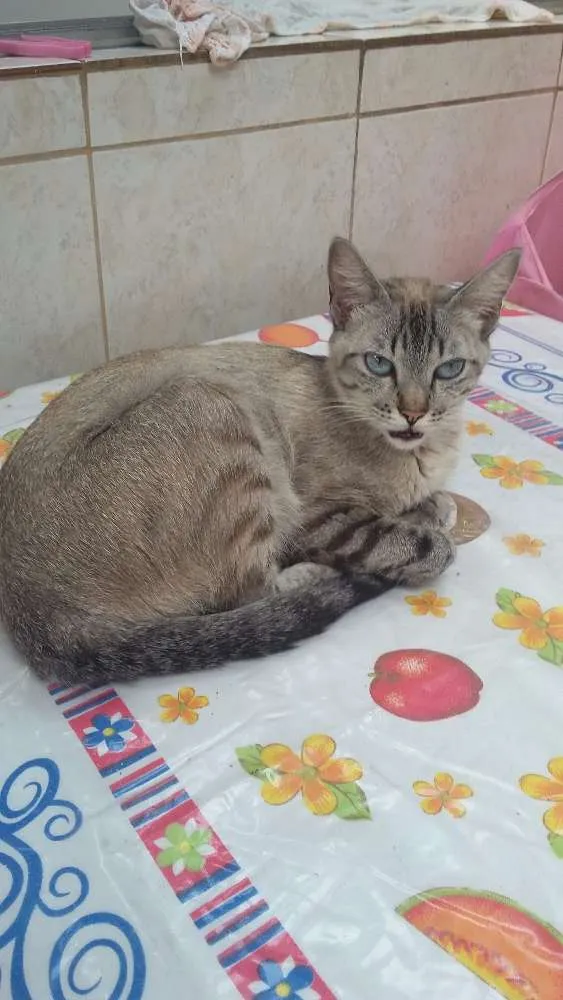Gato ra a Srd idade 2 anos nome Paola