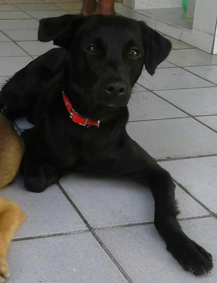 Cachorro ra a Red pelo liso idade 1 ano nome Zeus 