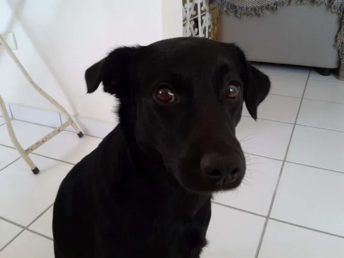 Cachorro ra a Red pelo liso idade 1 ano nome Zeus 