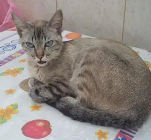 Gato raça Srd idade 2 anos nome Paola