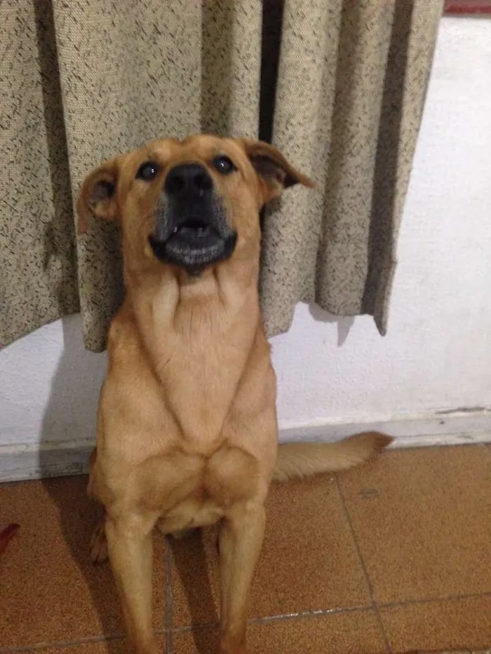 Cachorro ra a SRD idade 5 anos nome Nino