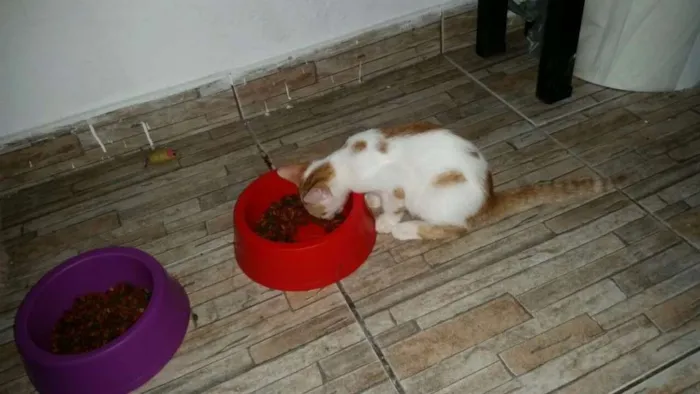 Gato ra a SRD idade 2 a 6 meses nome Barry Allen