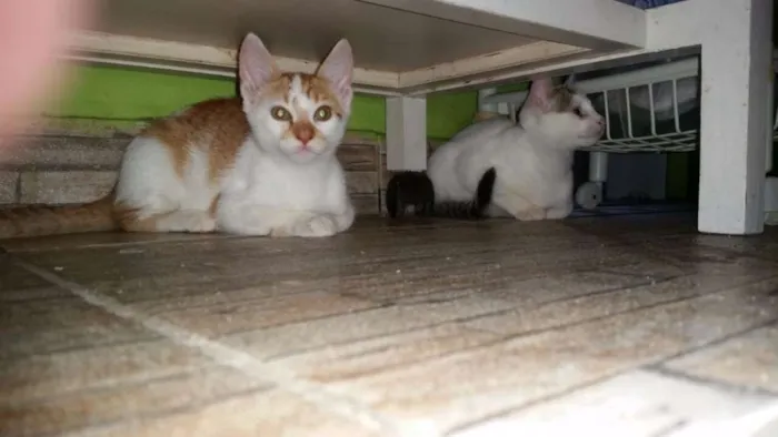 Gato ra a SRD idade 2 a 6 meses nome Barry Allen