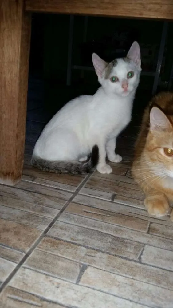 Gato ra a SRD idade 2 a 6 meses nome Jim Gordon