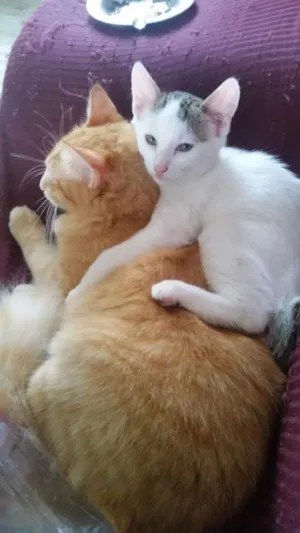 Gato raça SRD idade 2 a 6 meses nome Jim Gordon