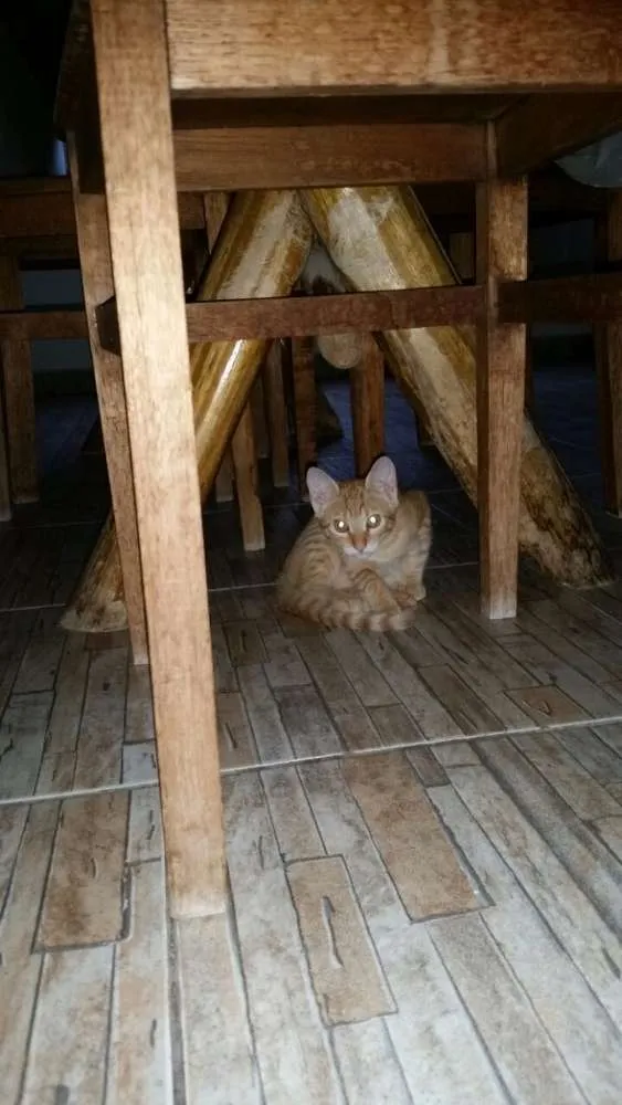 Gato ra a SRD idade 2 a 6 meses nome Lagertha