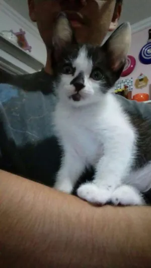 Gato raça SRD idade 2 a 6 meses nome Isis