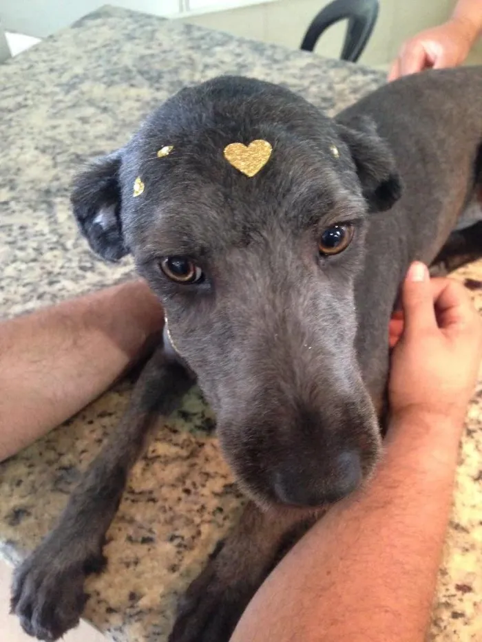 Cachorro ra a SRD idade 7 a 11 meses nome Nina 