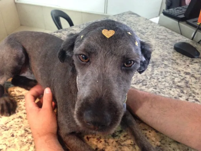 Cachorro ra a SRD idade 7 a 11 meses nome Nina 