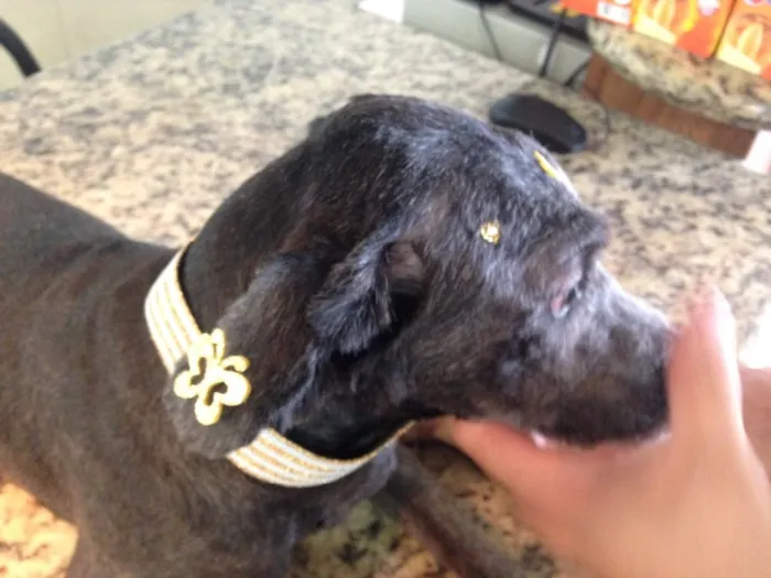 Cachorro ra a SRD idade 7 a 11 meses nome Nina 