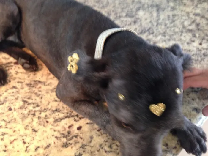 Cachorro ra a SRD idade 7 a 11 meses nome Nina 