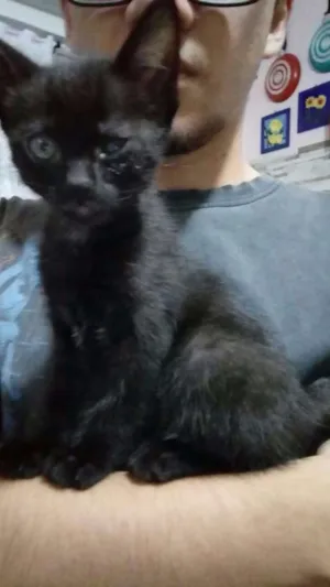 Gato raça SRD idade 2 a 6 meses nome Neguinha