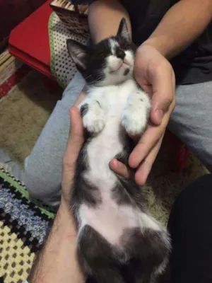Gato raça SRD idade 2 a 6 meses nome Mia
