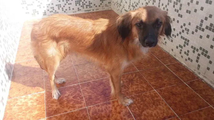 Cachorro ra a SRD idade 2 anos nome Madruguinha