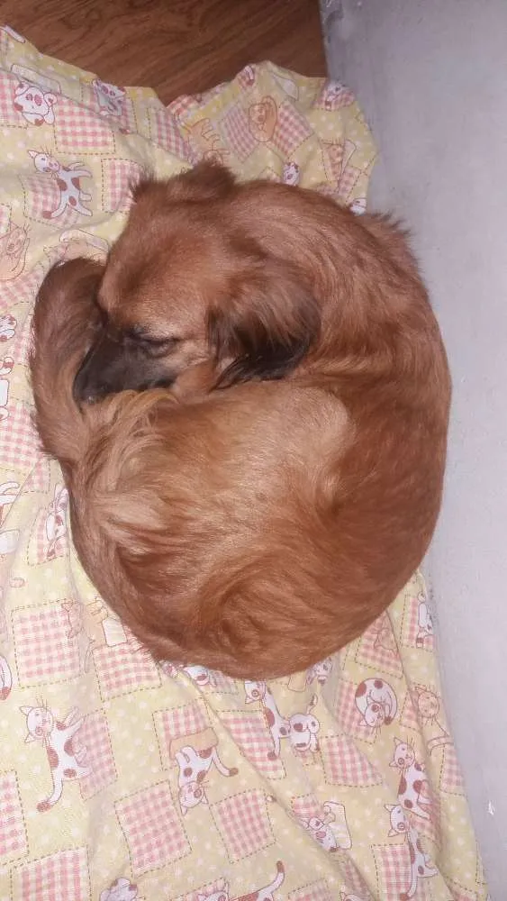 Cachorro ra a SRD idade 2 anos nome Madruguinha
