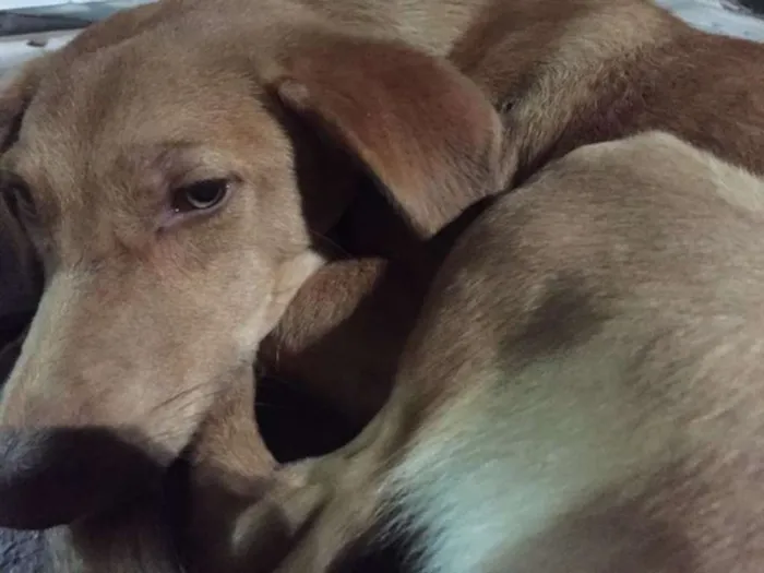 Cachorro ra a SRD idade 1 ano nome Sem Nome