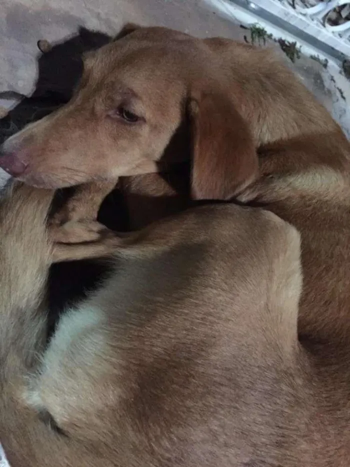 Cachorro ra a SRD idade 1 ano nome Sem Nome