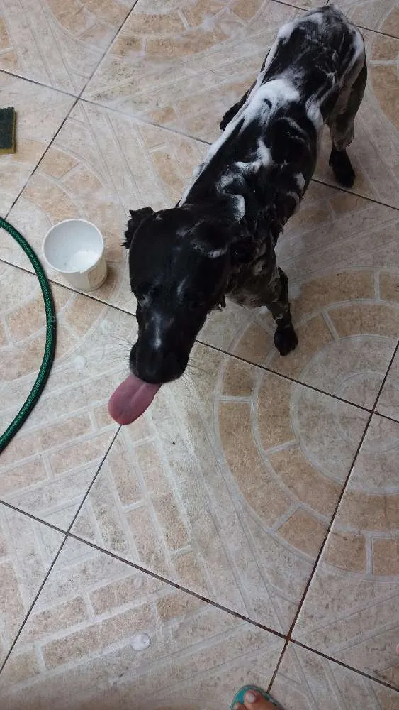 Cachorro ra a vira lata idade 4 anos nome Thor