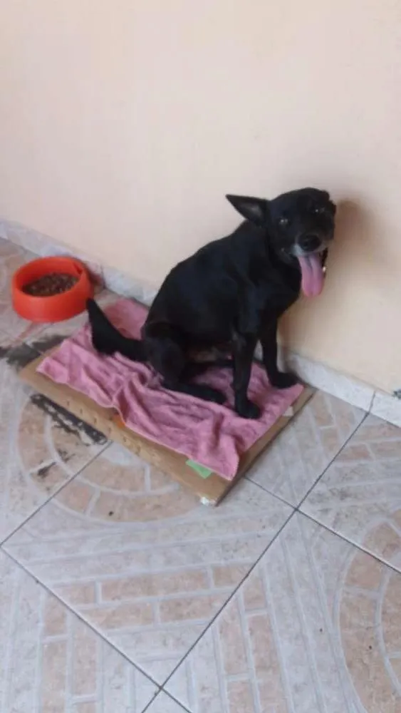 Cachorro ra a vira lata idade 4 anos nome Thor