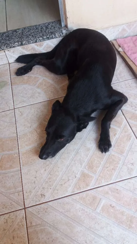 Cachorro ra a vira lata idade 4 anos nome Thor