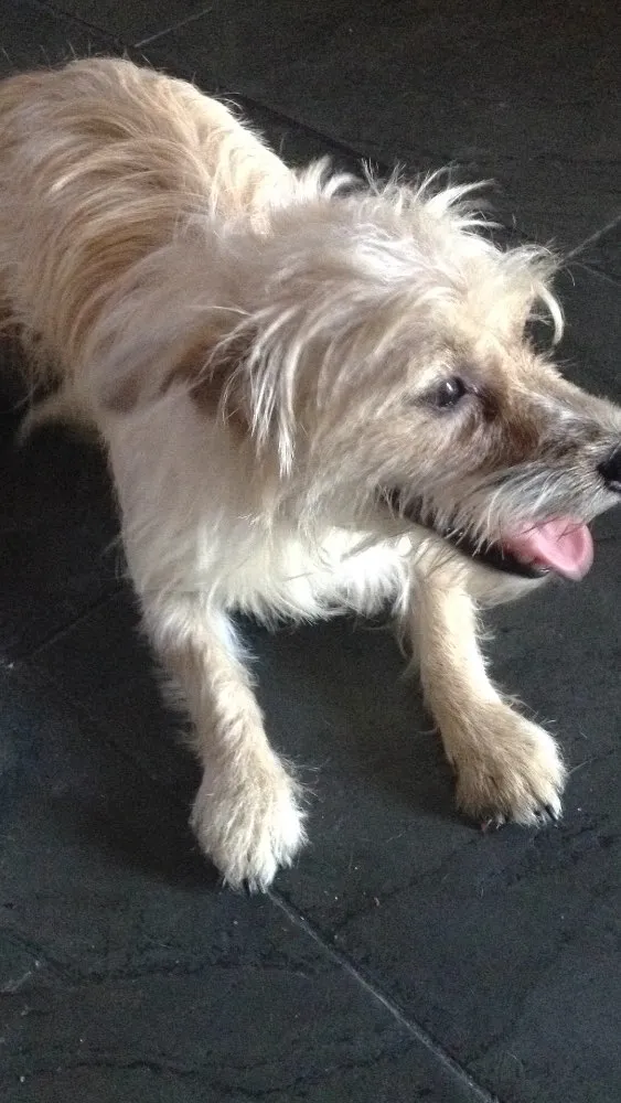 Cachorro raça Vira lata  idade 2 anos nome Jaque