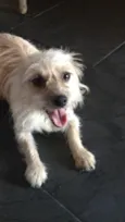 Jaque