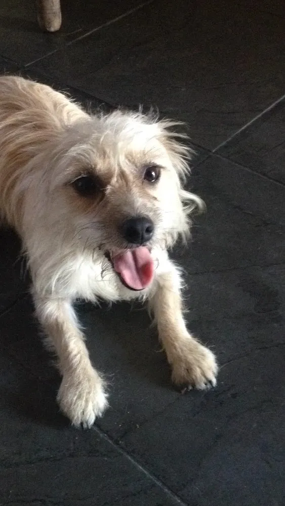 Cachorro raça Vira lata  idade 2 anos nome Jaque
