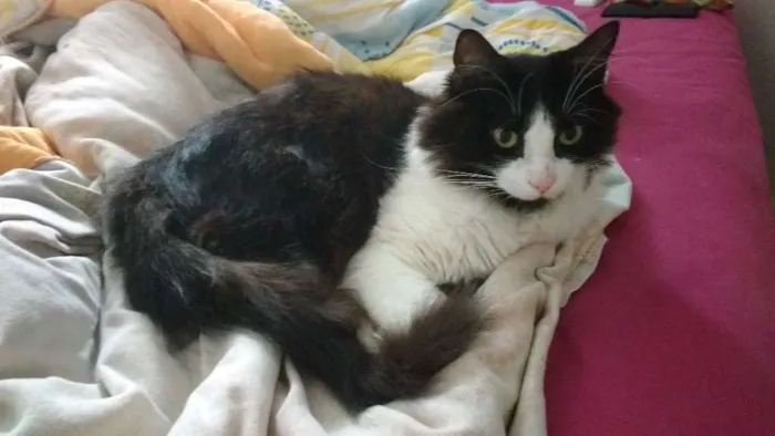Gato raça SRD idade 3 anos nome Dexter