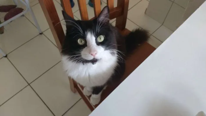Gato raça SRD idade 3 anos nome Dexter