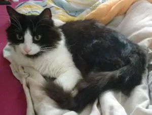 Gato raça SRD idade 3 anos nome Dexter