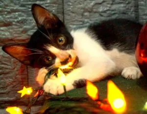 Gato raça  idade Abaixo de 2 meses nome sem nome
