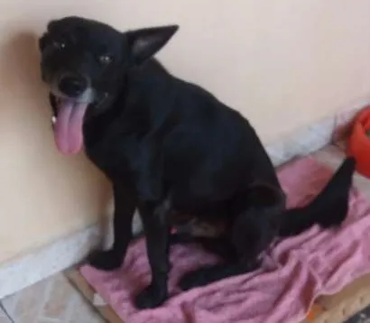 Cachorro ra a vira lata idade 4 anos nome Thor