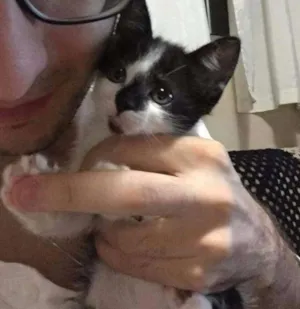 Gato raça SRD idade 2 a 6 meses nome Mimi
