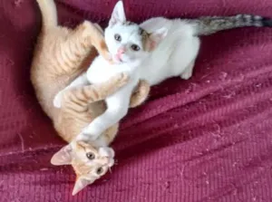 Gato raça SRD idade 2 a 6 meses nome Lagertha