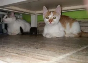 Gato raça SRD idade 2 a 6 meses nome Barry Allen