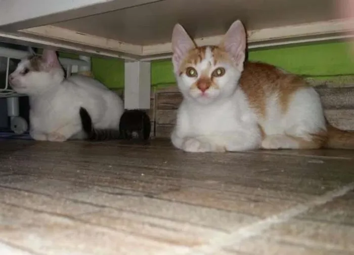 Gato ra a SRD idade 2 a 6 meses nome Barry Allen