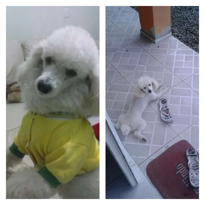 Cachorro ra a Poodle idade 6 ou mais anos nome Fredi 