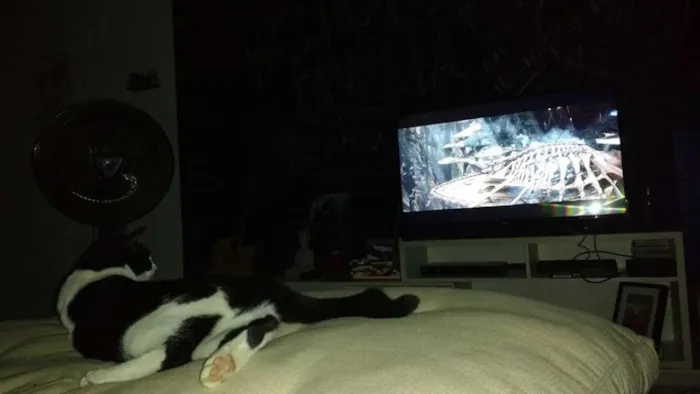 Gato ra a vira latinha(mais fofo do mundo!!!) idade 7 a 11 meses nome Cajá
