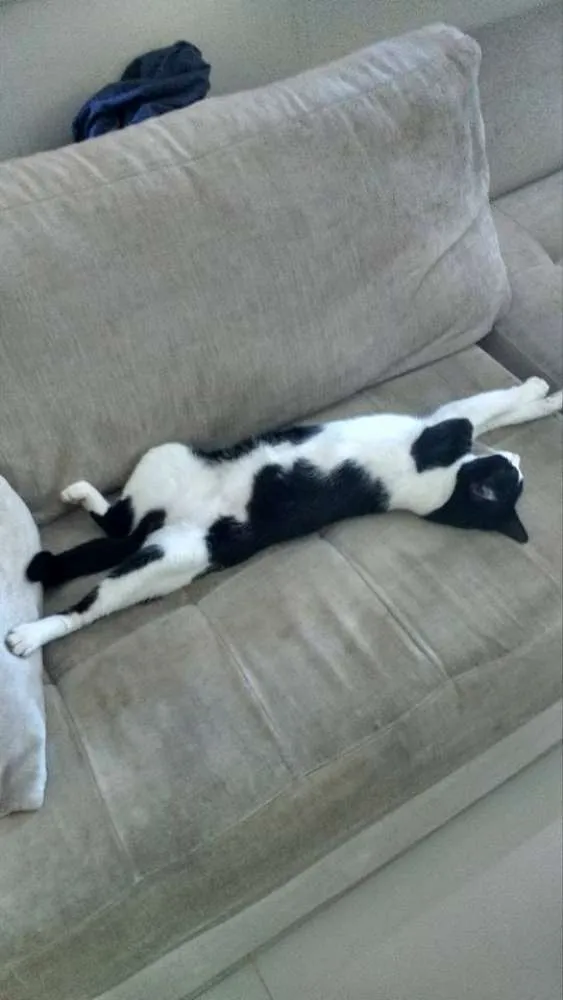 Gato ra a vira latinha(mais fofo do mundo!!!) idade 7 a 11 meses nome Cajá