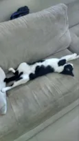 Cajá