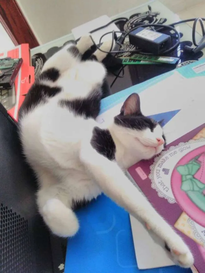 Gato ra a vira latinha(mais fofo do mundo!!!) idade 7 a 11 meses nome Cajá