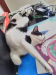 Cajá