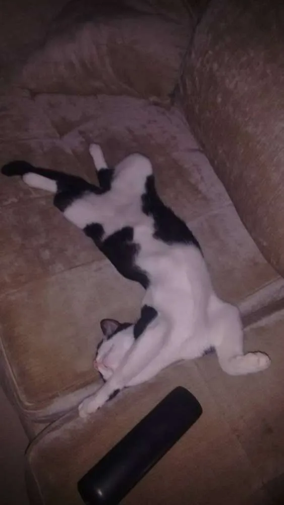 Gato ra a vira latinha(mais fofo do mundo!!!) idade 7 a 11 meses nome Cajá