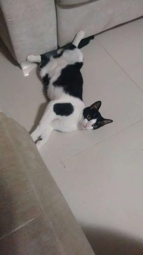 Gato ra a vira latinha(mais fofo do mundo!!!) idade 7 a 11 meses nome Cajá