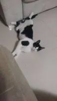 Cajá